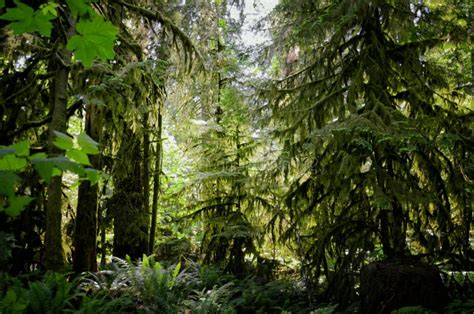 Lush Green Of Giant Trees Rainforest In The Cathedral Grove On