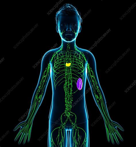 Lymphatic System Illustration Stock Image F0161897 Science