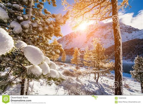 Beautiful Winter Forest After A Snowfall At Sunset Stock Photo Image