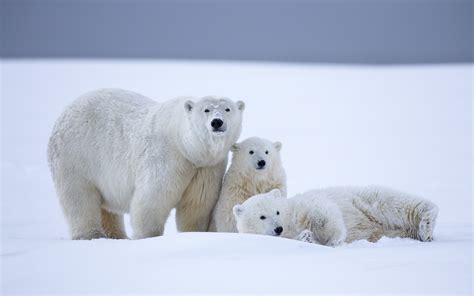 Animals Polar Bears Snow Wallpapers Hd Desktop And Mobile Backgrounds