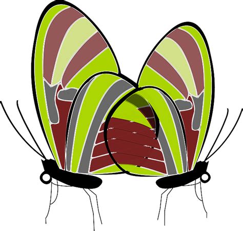 Пеперуди Насекоми Безплатни векторни графики в pixabay pixabay
