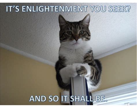 Meme Seeking Enlightenment Cats Silly Cats Crazy Cats