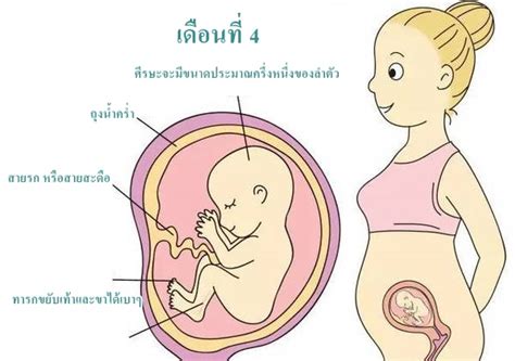 ตั้งครรภ์ 4 เดือน (ท้อง 4 เดือน) การเปลี่ยนแปลงของแม่และพัฒนาการทารกใน ...