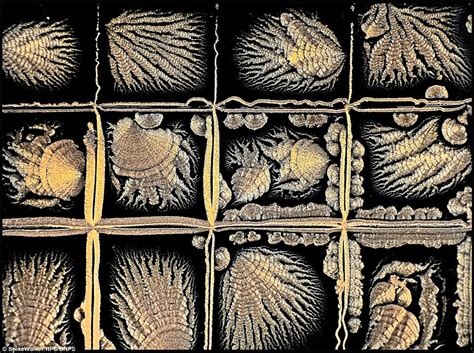 Microscopic Images Reveal The Hidden Beauty Around Us Daily Mail Online
