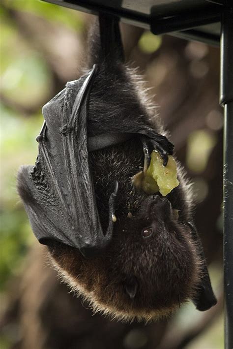 Rodrigues Fruit Bat The Animal Facts Appearance Habitat Diet