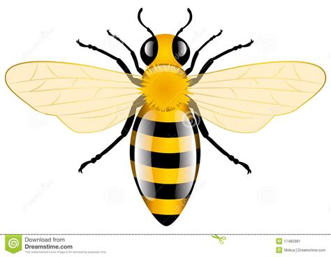 Honey Bee Stock Vector Illustration Of Glossy Drawn