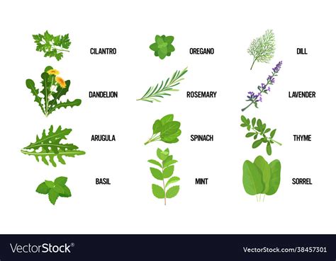 Set Realistic Fresh Herb Green Leaves Collection Vector Image