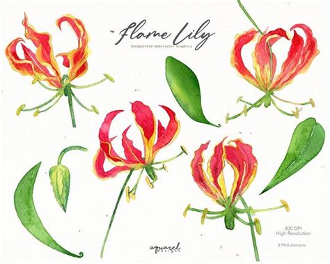 Gloriosa Superba Hand Painted Watercolor Flame Lily Fire Etsy Fire