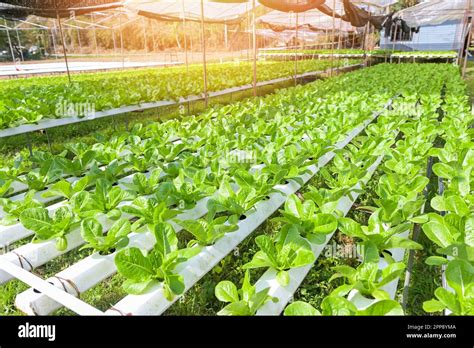 Hydroponic Vegetables From Hydroponic Farms Fresh Green Cos Lettuce