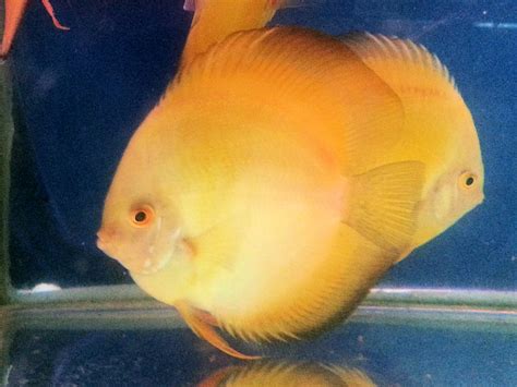 Golden Discus At My Local Fish Store Dr Koh