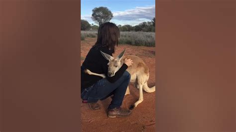 Rescued Kangaroo Cant Stop Hugging The Volunteers Who Saved Her Life Youtube