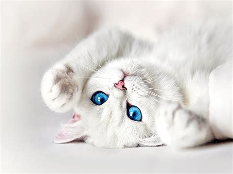 Blue Eyed Kitties Cute Kittens Photo 41495318 Fanpop Page 7