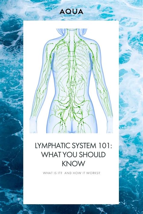Lymphatic System101 What You Should Know Lymphatic System Lymphatic