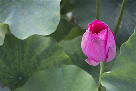 Free Images Flower Petal Pond Botany Sacred Lotus