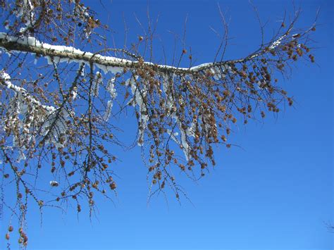 Free Images Tree Branch Snow Winter Sky Sunlight Leaf Frost