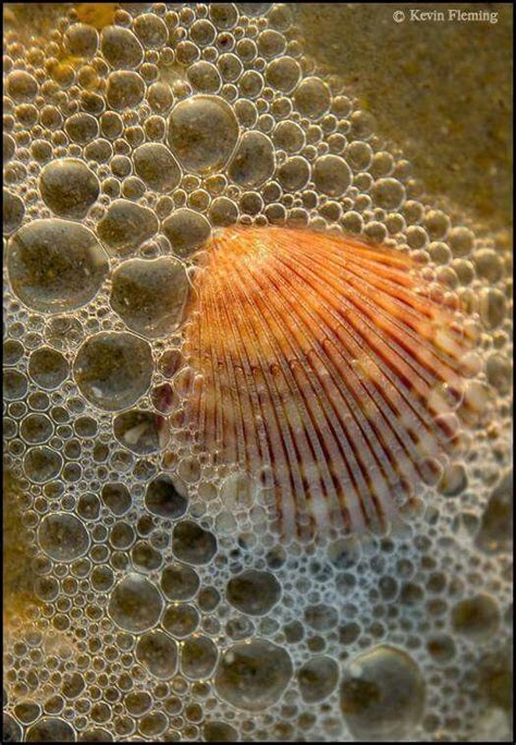 Atlantic Bay Scallop By Kevin Fleming Sea Sea Foam Sea Shells