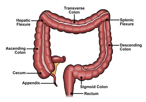 The Colon What It Is What It Does Ascrs