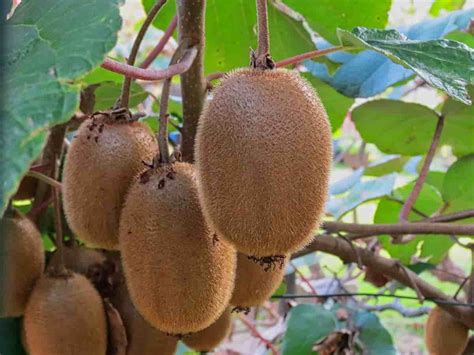 Top 15 Steps To Boost Kiwi Yield How To Increase Production Fruit