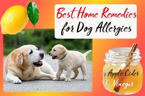 Natural Home Remedies For Your Dogs Allergies