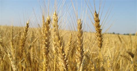 Grain Crops Update Preparing For The Winter Wheat Planting Season