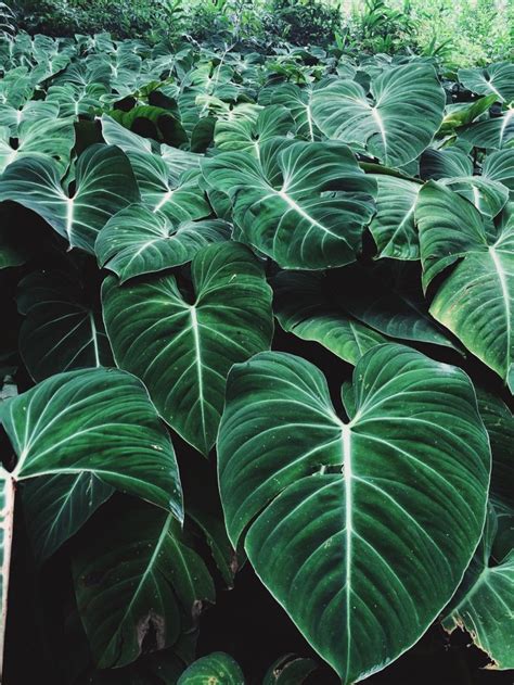 Amazing Green Aesthetic Plants Decorisme