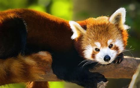 Free Download Cute Red Pandas Wallpapers 1000x625 For Your Desktop