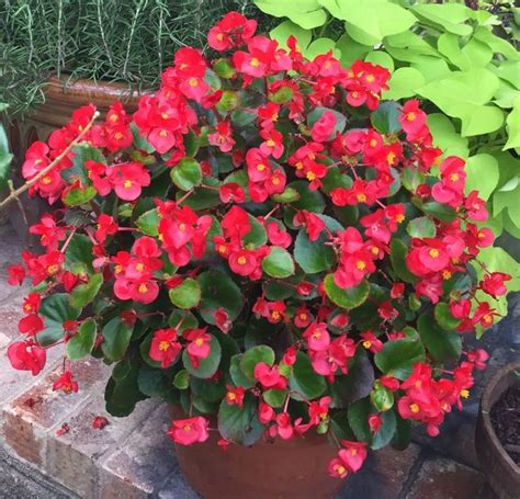 Wax Begonia Shade Plants Container Gardening Gardening Blog