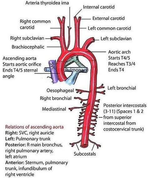 Medical Contents On Instagram “thoracic Aorta Med