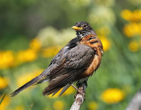 American Robin - BirdWatching