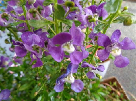 Melody 3, bloomsdale longstanding, tyee, space. University of Florida/IFAS Charlotte County Extension: The ...