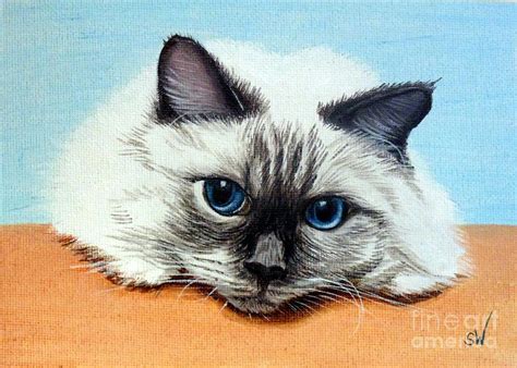Birman Cat Painting By Sandra Warmerdam Fine Art America