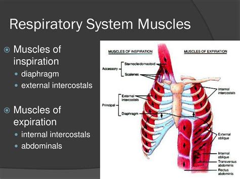 Muscles Of Inspiration And Expiration