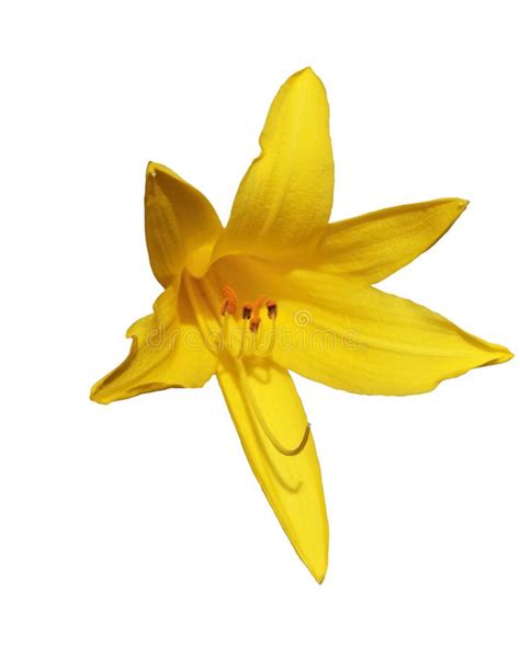 Yellow Lily Flower Beautiful Flower With Yellow Petals Stock Image