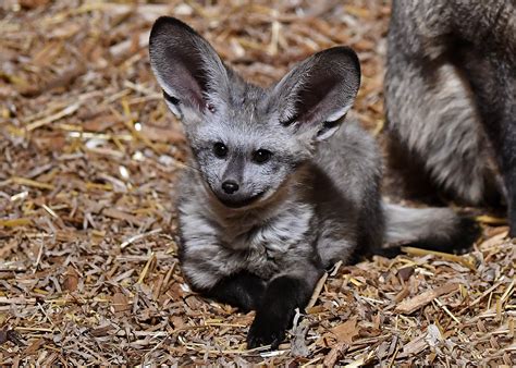 A Baby Bat Eared Fox At The Chicago Zoo Hes All Ears Raww