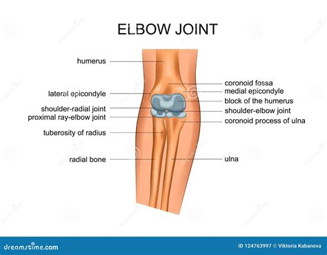 Elbow Ligaments With Medical Medial Or Lateral Xray Structure Outline