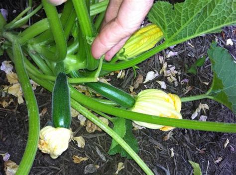 Check spelling or type a new query. All About Zucchini - Organic Gardening - MOTHER EARTH NEWS