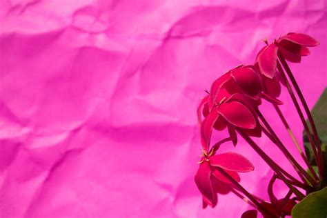 Flowers Pink Red Photography Leaves Colorful Nature Wallpapers Hd