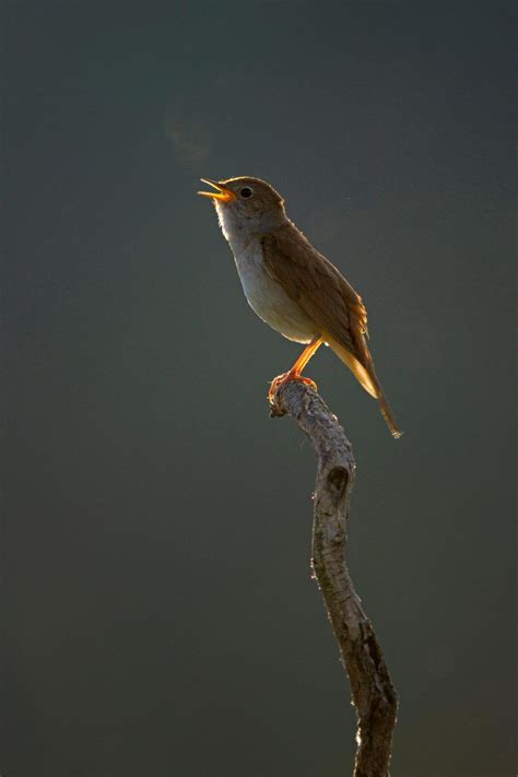 In Praise Of Nightingales Ive Listened To Gregorian Chants In Gothic