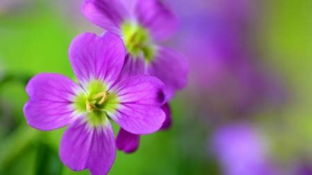 Purple Love - Flowers & Nature Background Wallpapers on Desktop Nexus