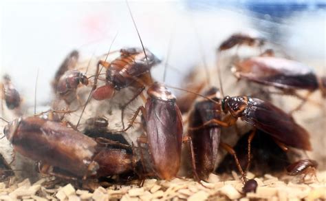 Pest Company Offering 2000 To Release 100 Cockroaches Into Your Home
