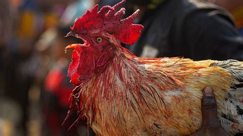 Man Killed After Being Attacked By Razor Wielding Rooster At Illegal Cockfight Ladbible