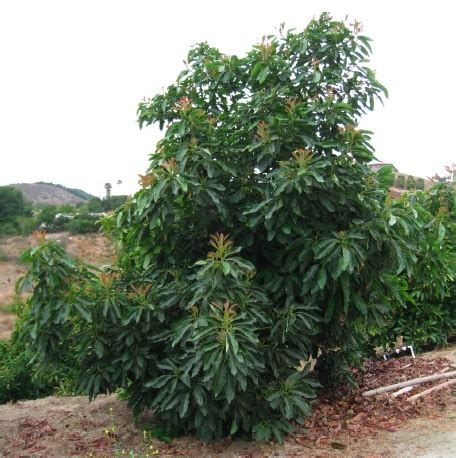 If you're low on space and want an avocado tree, this variety might be for you. Avocado Root Health | California Avocado Commission
