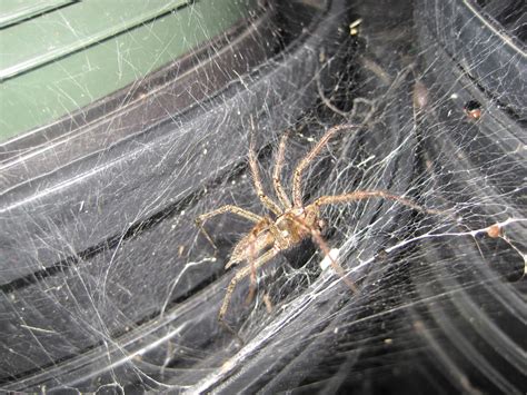 Owned a cat so there might be fleas other details: Do Brown Recluse Make Webs? | TermMax | Brown Recluse Habits