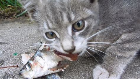 Kitten Eating Fish In My Yard Youtube