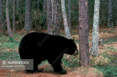 Black Bear Male Ursus Americanus Okefenokee Swamp Park Ga Georgia