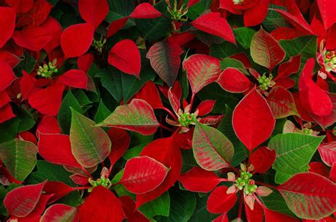 20 Best Christmas Plants Winter Plants And Flowers For The Holidays
