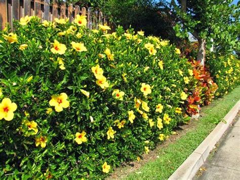 Cây Hoa Bông Bụp Sài Gòn Hoa 2021 Dolatrees Chia Sẻ Kiến Thức Về Về