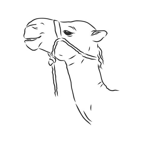 Dibujo A Mano De La Cabeza De Un Camello Retrato De Un Camello Cabeza