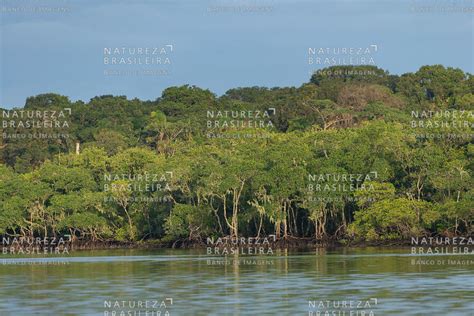 Natureza Brasileira Banco De Imagens Ilha Do Pinheirinho Parque