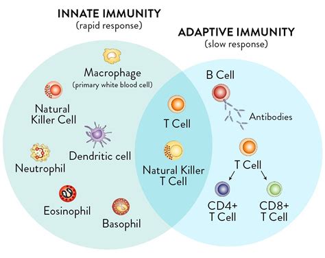adaptive immune defenses images immunologia fisiología microbiología